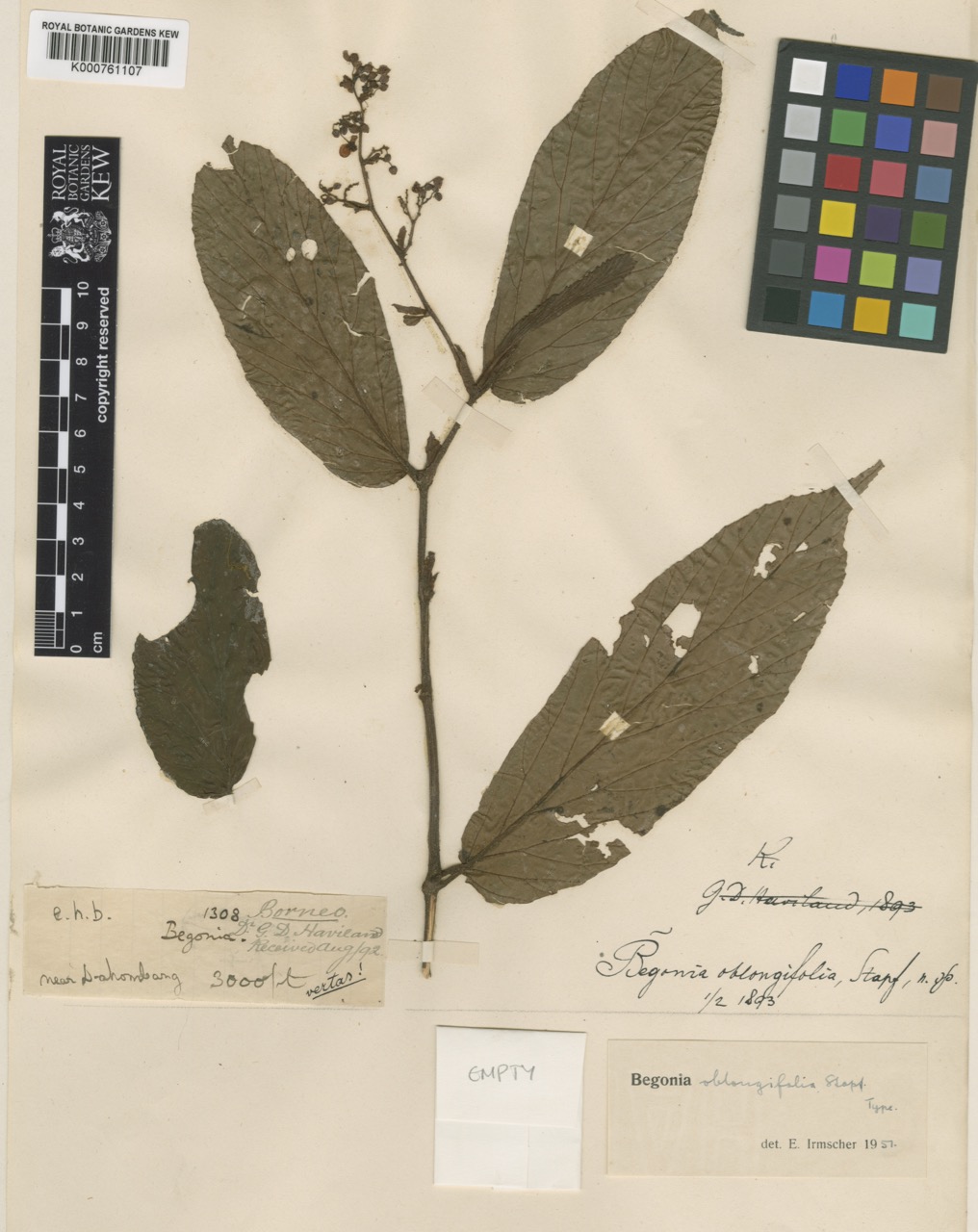 B. oblongifolia